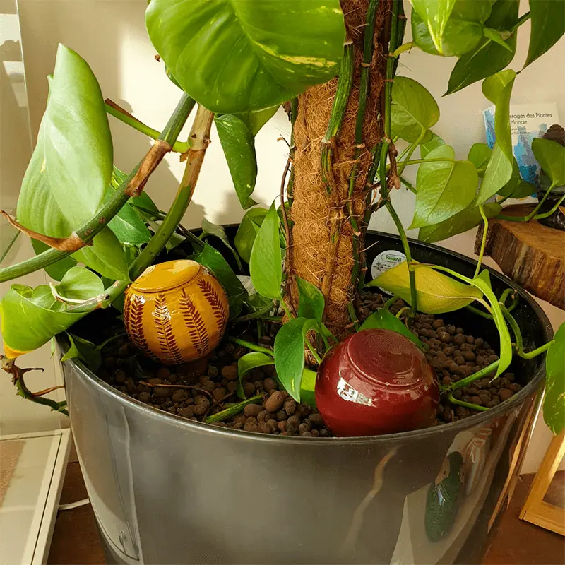 petit-ollas-plante.webp