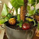 petit-ollas-plante.webp