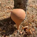 olla-a-planter-naturel-70cl.jpg.webp