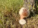 blanc-feuillage-marron.webp